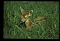 10066-00201-Whitetail Fawns.jpg