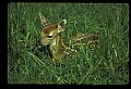 10066-00202-Whitetail Fawns.jpg