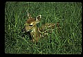 10066-00204-Whitetail Fawns.jpg