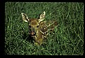 10066-00205-Whitetail Fawns.jpg