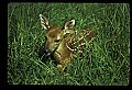 10066-00206-Whitetail Fawns.jpg