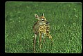 10066-00207-Whitetail Fawns.jpg