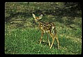 10066-00208-Whitetail Fawns.jpg