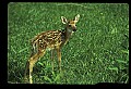 10066-00209-Whitetail Fawns.jpg