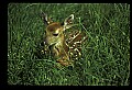 10066-00210-Whitetail Fawns.jpg