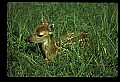 10066-00211-Whitetail Fawns.jpg