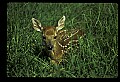 10066-00212-Whitetail Fawns.jpg