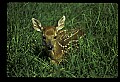 10066-00213-Whitetail Fawns.jpg