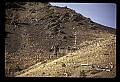 10116-00001-Big Horn Sheep, Ovis Canadensis.jpg
