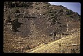 10116-00002-Big Horn Sheep, Ovis Canadensis.jpg