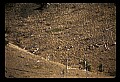 10116-00003-Big Horn Sheep, Ovis Canadensis.jpg