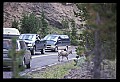 10116-00005-Big Horn Sheep, Ovis Canadensis.jpg