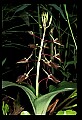 01136-00001-Large Twayblade, Liparis lilifolia.jpg