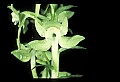 01160-00007-Round-leaved Orchid, Platanthera orbiculata.jpg