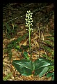 01160-00023-Round-leaved Orchid, Platanthera orbiculata.jpg