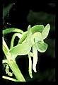 01160-00034-Round-leaved Orchid, Platanthera orbiculata.jpg