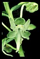 01160-00035-Round-leaved Orchid, Platanthera orbiculata.jpg