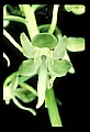 01160-00036-Round-leaved Orchid, Platanthera orbiculata.jpg