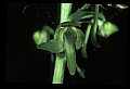 01160-00050-Round-leaved Orchid, Platanthera orbiculata.jpg