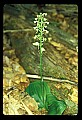 01160-00058-Round-leaved Orchid, Platanthera orbiculata.jpg