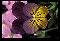 01030-00001-Blue or Purple Flowers-Pansy.jpg