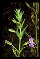 01030-00003-Blue or Purple Flowers-Square-stemmed Monkey Flower.jpg