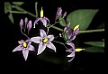 01030-00012-Blue or Purple Flowers-Nightshade.jpg