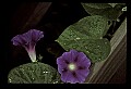01030-00013-Blue or Purple Flowers-Common Morning Glory.jpg