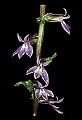 01030-00014-Blue or Purple Flowers-Great Lobelia.jpg
