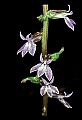 01030-00015-Blue or Purple Flowers-Great Lobelia.jpg