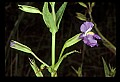 01030-00016-Blue or Purple Flowers-Square-stemmed Monkey Flower.jpg