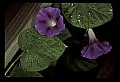 01030-00019-Blue or Purple Flowers-Common Morning Glory.jpg