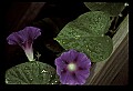 01030-00020-Blue or Purple Flowers-Common Morning Glory.jpg