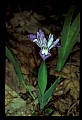 01030-00021-Blue or Purple Flowers-Dwarf Iris.jpg
