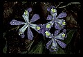 01030-00022-Blue or Purple Flowers-Dwarf Iris.jpg