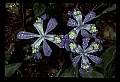01030-00023-Blue or Purple Flowers-Dwarf Iris.jpg