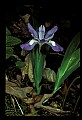 01030-00024-Blue or Purple Flowers-Dwarf Iris.jpg