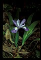 01030-00025-Blue or Purple Flowers-Dwarf Iris.jpg