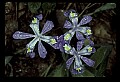 01030-00026-Blue or Purple Flowers-Dwarf Iris.jpg