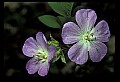01030-00028-Blue or Purple Flowers.jpg