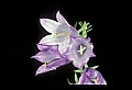 01030-00029-Blue or Purple Flowers-Harebell.jpg