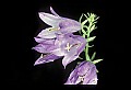 01030-00030-Blue or Purple Flowers-Harebell.jpg