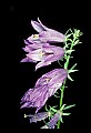 01030-00032-Blue or Purple Flowers-Harebell.jpg
