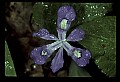 01030-00034-Blue or Purple Flowers-Dwarf Iris.jpg