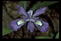 01030-00035-Blue or Purple Flowers-Dwarf Iris.jpg