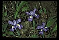 01030-00036-Blue or Purple Flowers-Dwarf Iris.jpg