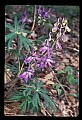 01030-00037-Blue or Purple Flowers-Delphinium.jpg