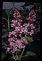 01030-00039-Blue or Purple Flowers-Variagated Lilac.jpg
