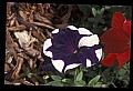 01030-00041-Blue or Purple Flowers-Petunia.jpg