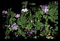 01030-00046-Blue or Purple Flowers-Wild Geranium.jpg